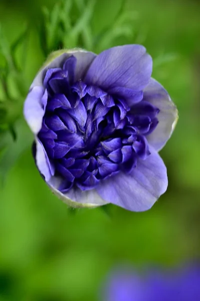 庭に咲く美しい紫色の花の終わり — ストック写真