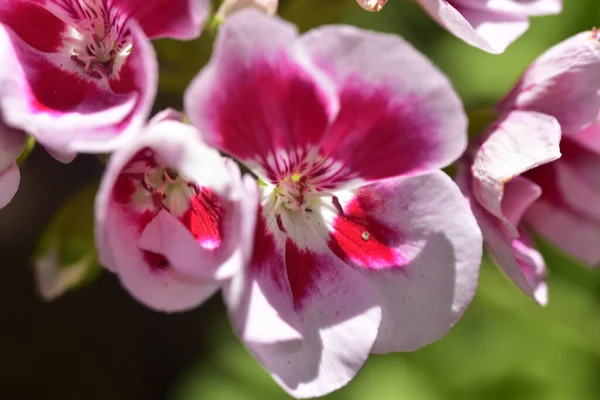Красивые Розовые Цветы Растущие Саду — стоковое фото