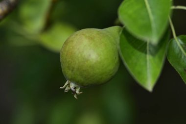 Ağaç dalında olgunlaşmamış armutlar