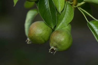 Ağaç dalında olgunlaşmamış armutlar