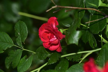 Bahçede yetişen kırmızı güller, yakın görüş