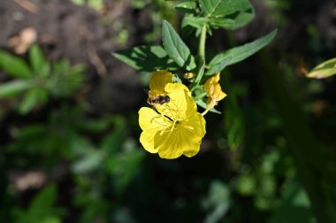 güzel sarı çiçekler bahçede büyüyen