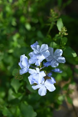 Güzel beyaz çiçeklerin yakın görüntüsü