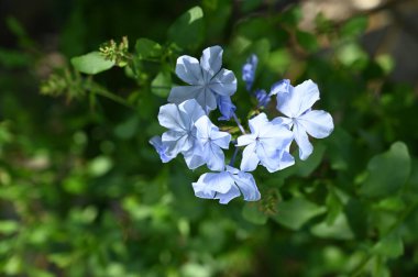Güzel beyaz çiçeklerin yakın görüntüsü