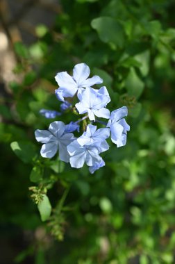 Güzel beyaz çiçeklerin yakın görüntüsü