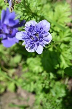Bahçede yetişen narin mor çiçekler