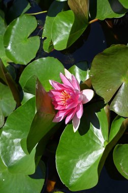 Güzel zambak gölette, yakın manzara