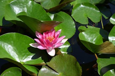 Gölette güzel pembe nilüfer çiçeği, yakın görüş.