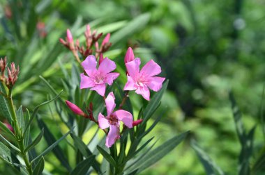 bahçede büyüyen güzel pembe çiçekler
