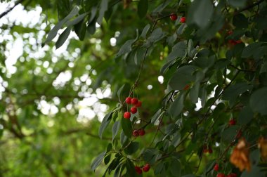 Ağaçtaki kırmızı meyveler