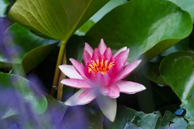 Gölette güzel pembe nilüfer çiçeği, yakın görüş.