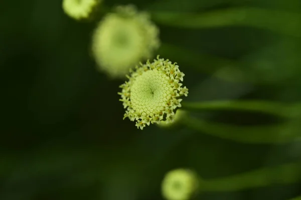 Beautiful Tender Flowers Growing Garden — ストック写真