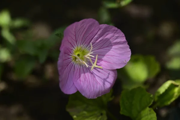 Närbild Vackra Blommande Lila Blomma Trädgården — Stockfoto