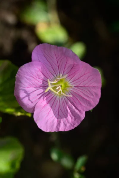 Close Van Mooie Bloeiende Paarse Bloem Tuin — Stockfoto