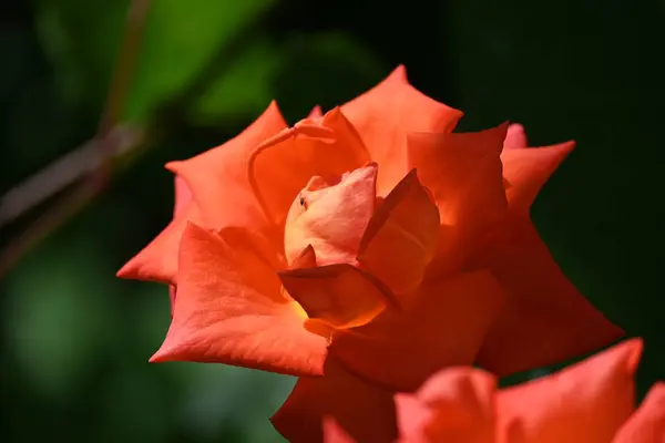 花园里长着美丽的玫瑰花 — 图库照片