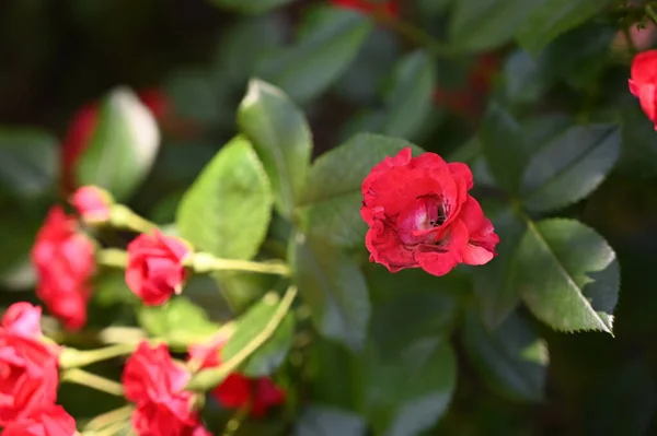Red Roses Growing Garden Close View — Stock Photo, Image