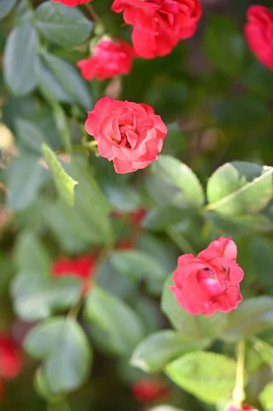 Červené Růže Rostoucí Zahradě Zblízka Pohled — Stock fotografie