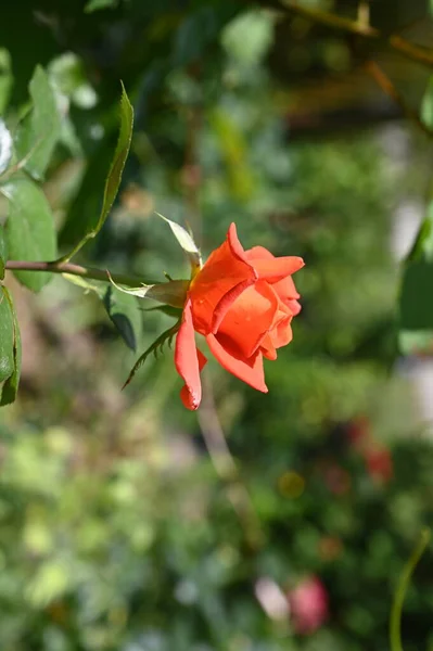 Красива Квітка Троянди Росте Саду — стокове фото