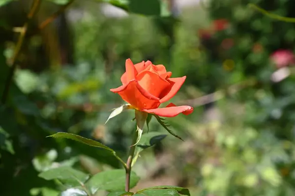 花园里长着美丽的玫瑰花 — 图库照片