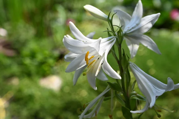 Nahaufnahme Von Schönen Weißen Blühenden Blumen — Stockfoto