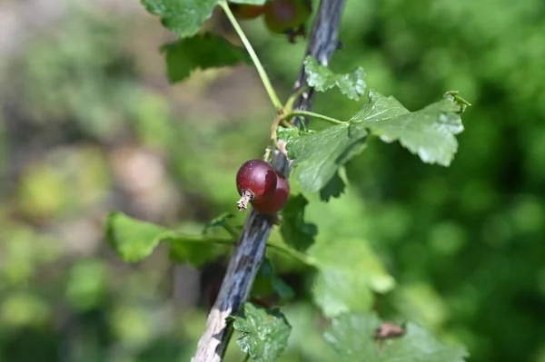 Black Currants Growing Green Garden — Photo