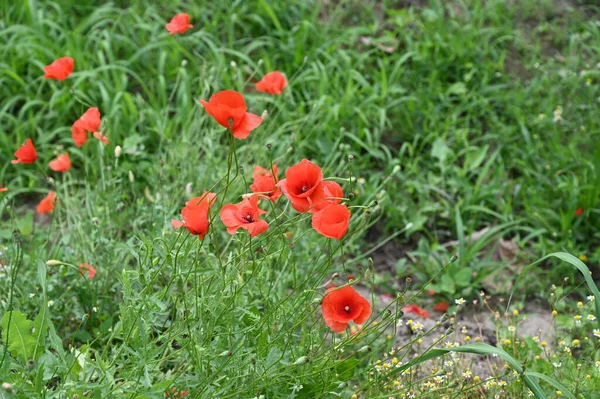 Hermosas Flores Rojas Que Crecen Jardín — Foto de Stock