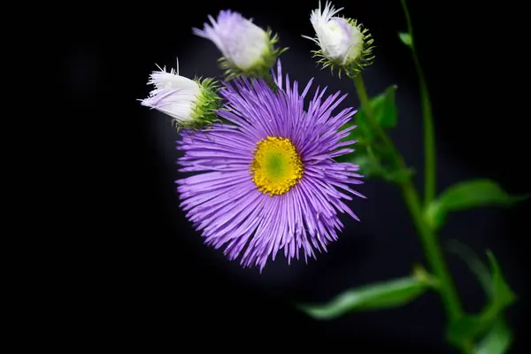 Bahçede Yetişen Narin Mor Çiçekler — Stok fotoğraf