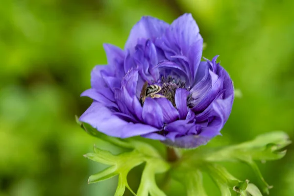 Tendre Fleur Pourpre Poussant Dans Jardin — Photo