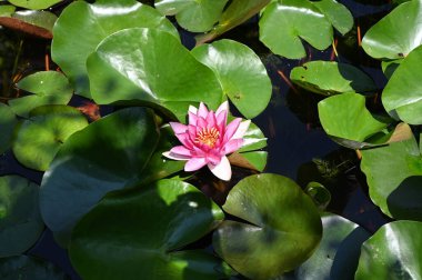 Gölette güzel pembe nilüfer çiçeği, yakın görüş.