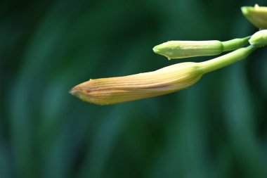 Bahar bahçesinde yetişen yeşil bitkilere yakın.