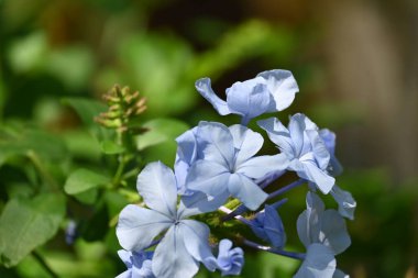 Mavi güzel çiçeklere yakın çekim, yaz konsepti.