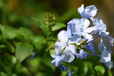 Mavi güzel çiçeklere yakın çekim, yaz konsepti.