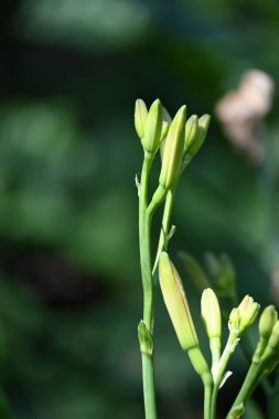 Bahar bahçesinde yetişen yeşil bitkilere yakın.