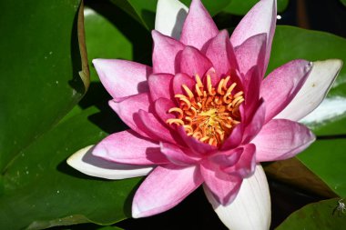 Gölette güzel pembe nilüfer çiçeği, yakın görüş.