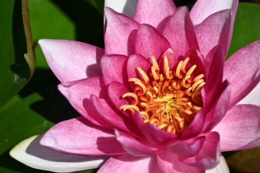 Gölette güzel pembe nilüfer çiçeği, yakın görüş.