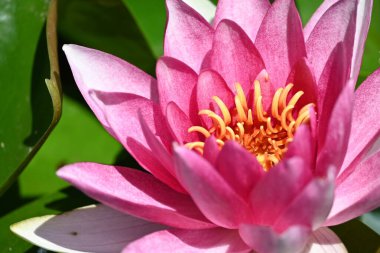 Gölette güzel pembe nilüfer çiçeği, yakın görüş.