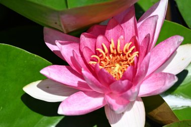 Gölette güzel pembe nilüfer çiçeği, yakın görüş.