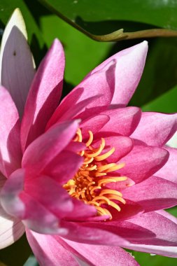 Güzel zambak gölette, yakın manzara