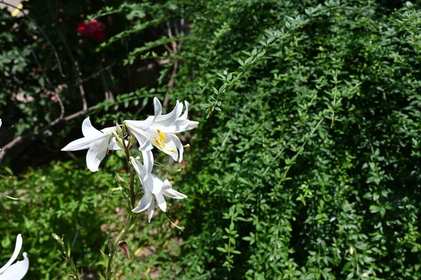 Close View Beautiful White Blooming Flowers — Stock Photo, Image