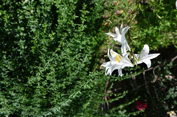 美丽的白花绽放的近景 — 图库照片