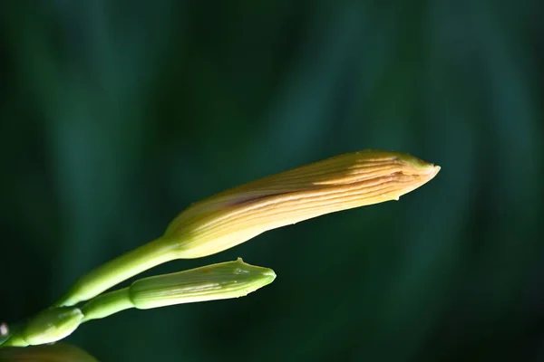 Nahaufnahme Einer Grünen Pflanze Die Frühlingsgarten Wächst — Stockfoto