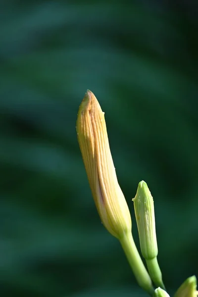 Primer Plano Planta Verde Que Crece Jardín Primavera — Foto de Stock