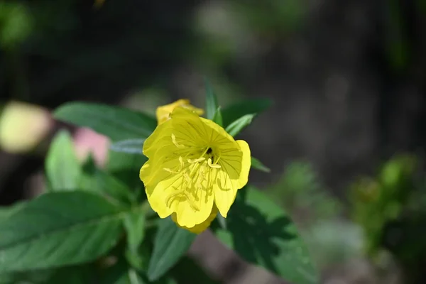 花园里长着艳丽的黄花 — 图库照片