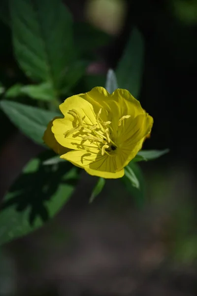 Bahçede Büyüyen Güneşli Sarı Çiçekler — Stok fotoğraf