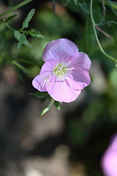 Hermosas Flores Rosadas Creciendo Jardín —  Fotos de Stock