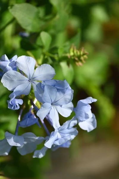 Primer Plano Flores Azules Hermosas Concepto Verano — Foto de Stock