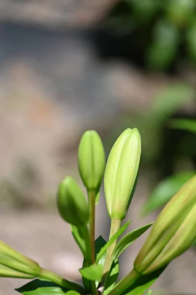 Gros Plan Plante Verte Qui Pousse Dans Jardin Printemps — Photo