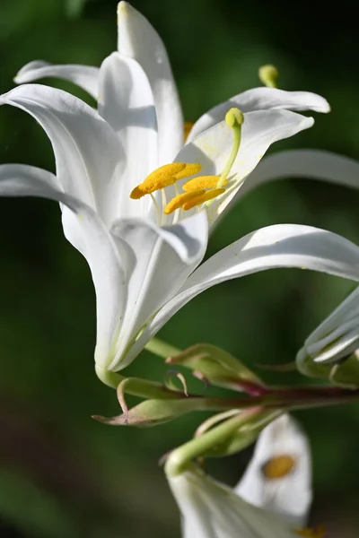 Közeli Kilátás Gyönyörű Fehér Virágzó Virágok — Stock Fotó