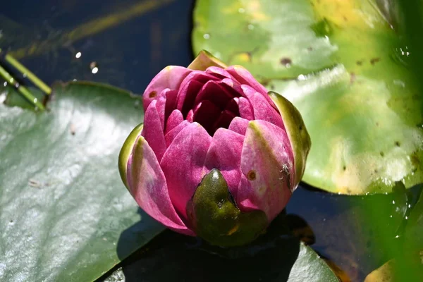 Schöne Rosa Lotusblume Auf Dem Teich Nahsicht — Stockfoto