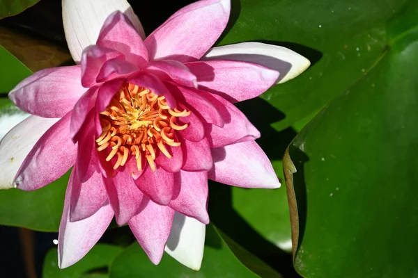 Vacker Rosa Lotusblomma Dammen Närbild — Stockfoto
